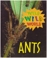 Image of Ants